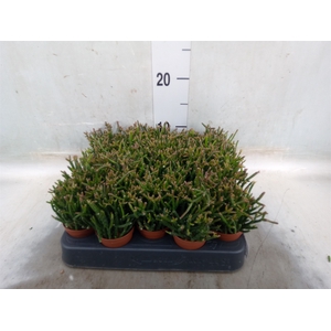 Rhipsalis burchellii