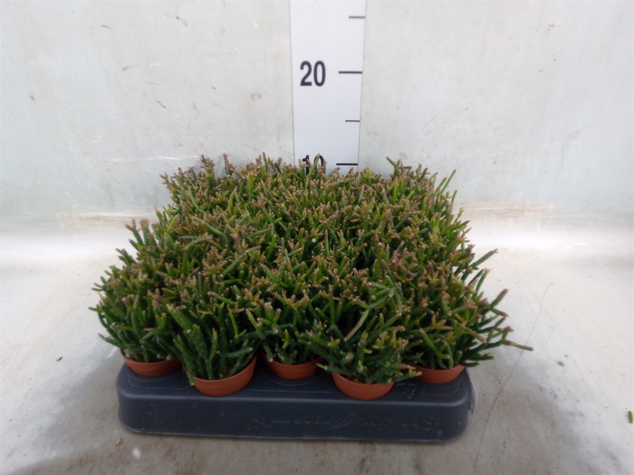<h4>Rhipsalis burchellii</h4>