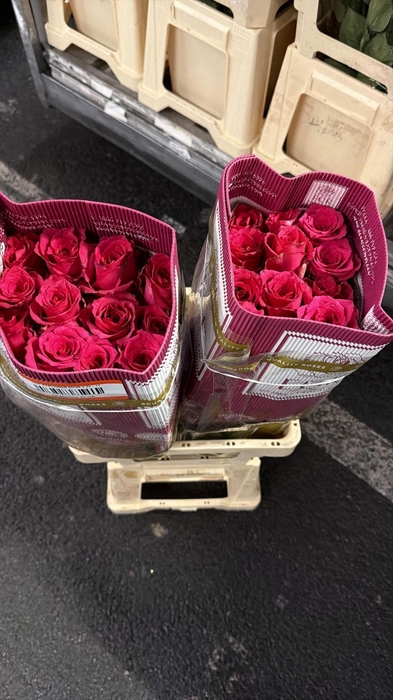 <h4>R GR HOT EXPLORER</h4>