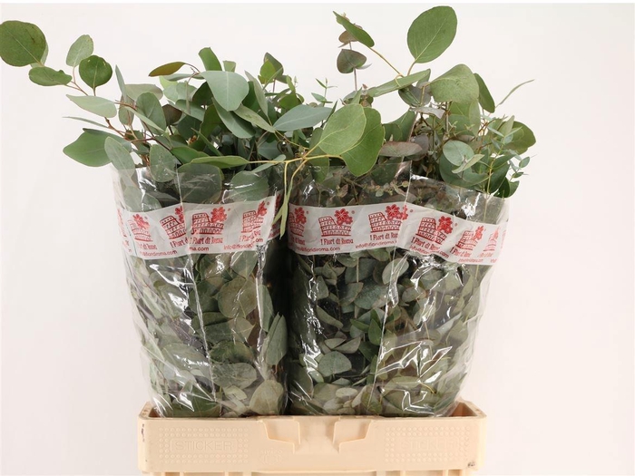 <h4>EUC GEM P BOS</h4>