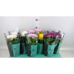 Chrysanthemum  'Supernova'  ..mix