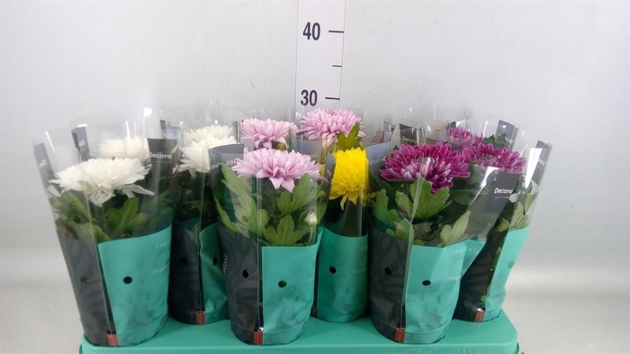 <h4>Chrysanthemum  'Supernova'  ..mix</h4>