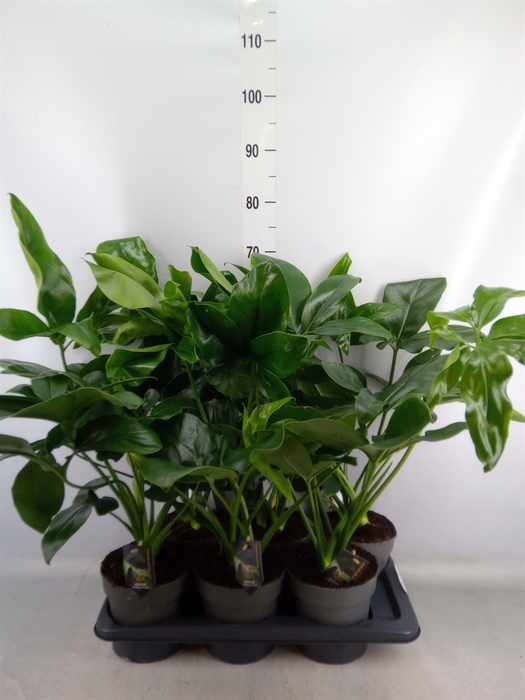 <h4>Philodendron  'Fun Bun'</h4>