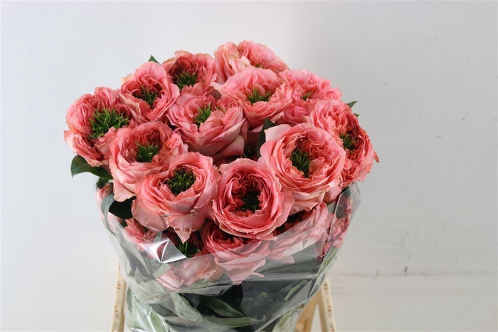 <h4>R Gr Eq Mandarin Xpress</h4>