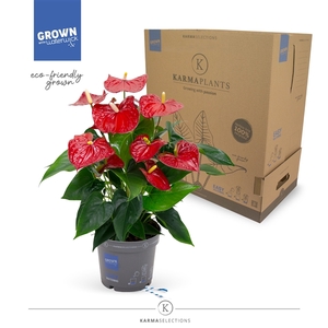 Anthurium - KARMA Red | 17cm | PLASTIC FREE