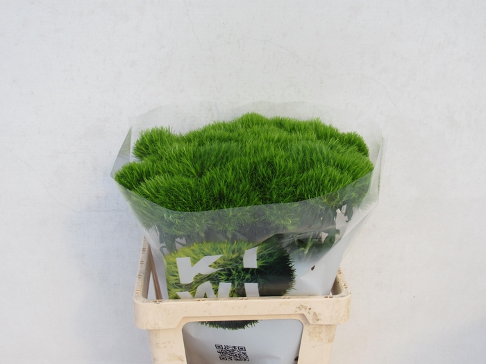 <h4>Di Barb Kiwi Mellow</h4>