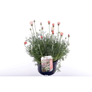 Rhodanthemum Zagore Orange