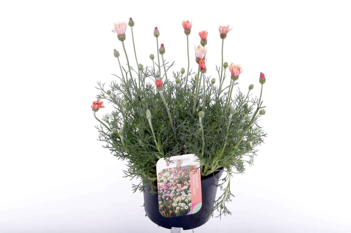 <h4>Rhodanthemum Zagore Orange</h4>