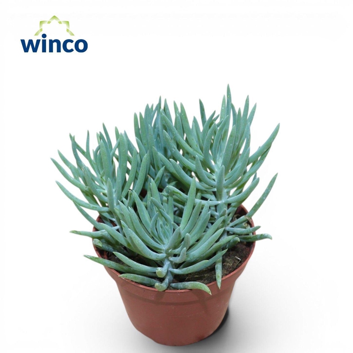 <h4>Senecio Serpens Minor</h4>
