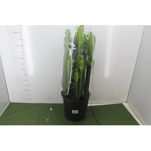 CACTUS EUPHORBIA TRIGONA P24