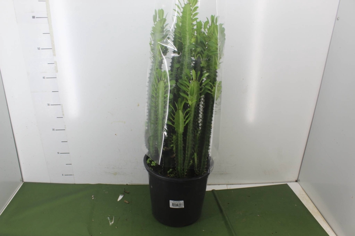 <h4>CACTUS EUPHORBIA TRIGONA P24</h4>