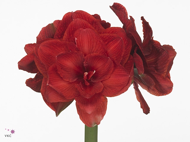 Hipp Dg Cherry Nymph