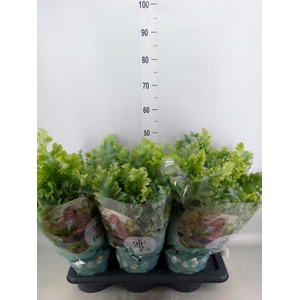 Phlebodium aureum 'Davana'