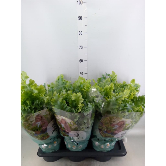 <h4>Phlebodium aureum 'Davana'</h4>