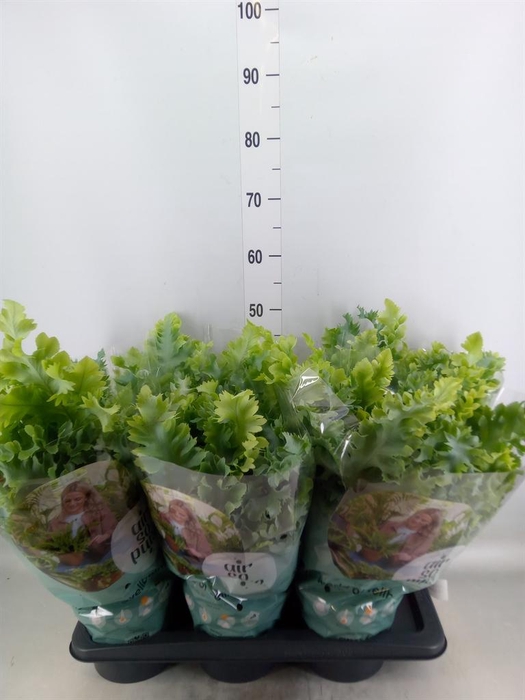 <h4>Phlebodium aureum 'Davana'</h4>