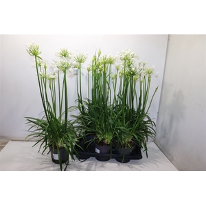 Agapa Pitchoun White