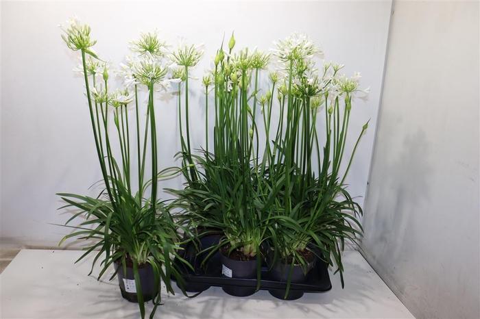 Agapa Pitchoun White