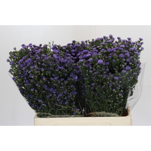 Aster Baby Blue