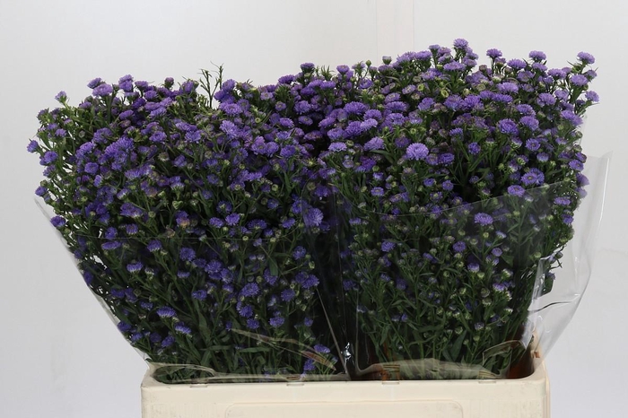 <h4>Aster Baby Blue</h4>