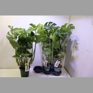 Monstera Deliciosa