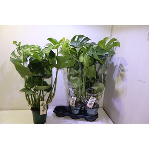 Monstera Deliciosa