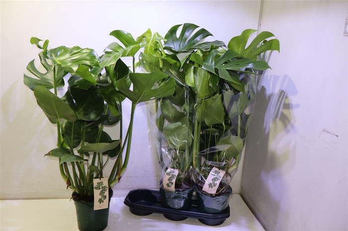 <h4>arr8 Monstera Deliciosa</h4>