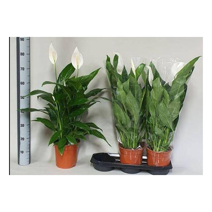 <h4>Spathiphyllum Bingo Cupido 19Ø 85cm 4fl</h4>