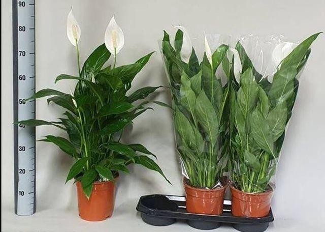 Spathiphyllum Bingo Cupido 19Ø 85cm 4fl