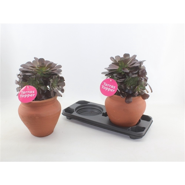 <h4>Aeonium arboreum in kruik</h4>