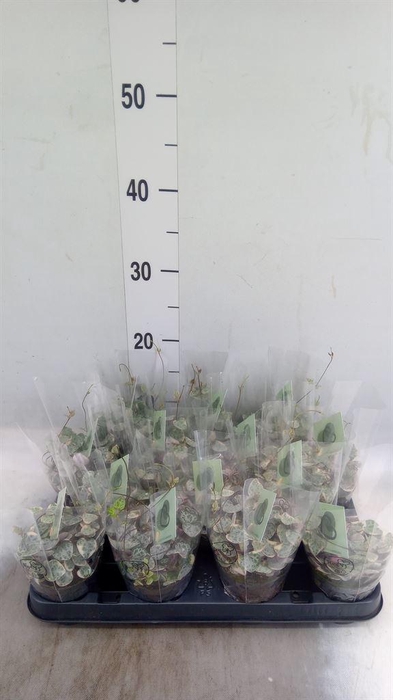 <h4>Ceropegia woodii 'Variegata'</h4>