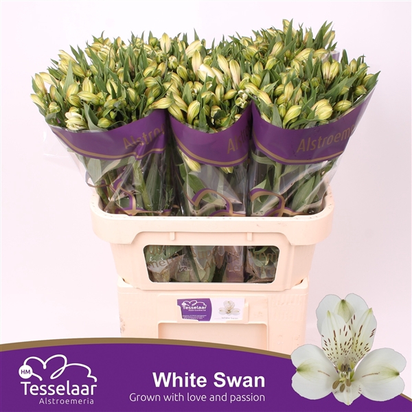 <h4>ALSTR WHITE SWAN XL</h4>