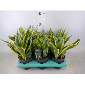 Sansevieria trifa.   ...