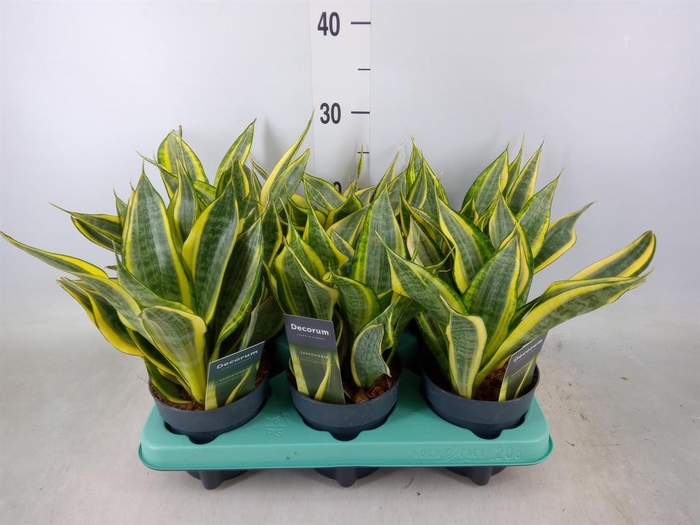 <h4>Sansevieria trifa. ...</h4>