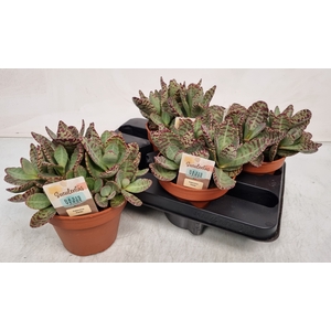 KALANCHOE OV