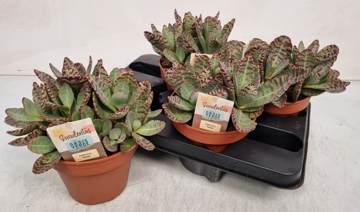 <h4>KALANCHOE OV</h4>