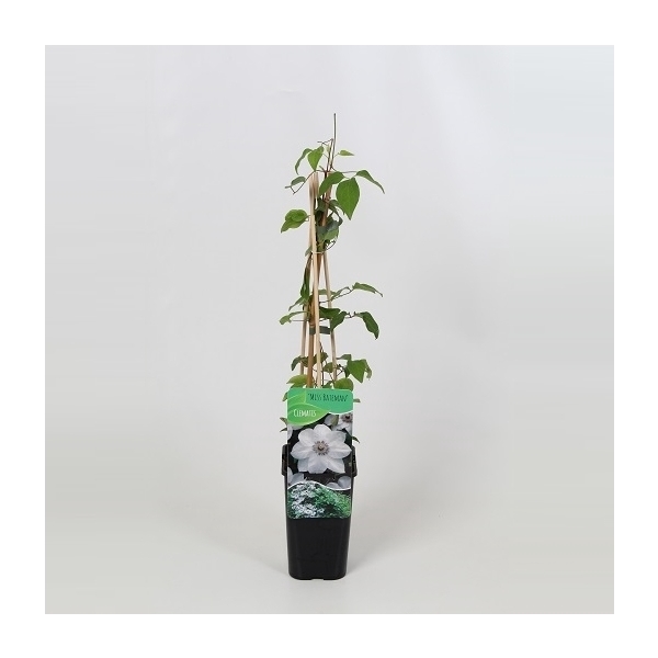 <h4>Clematis Miss Bateman</h4>