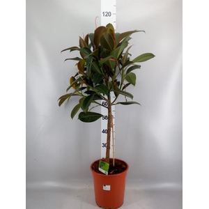 Ficus   ...