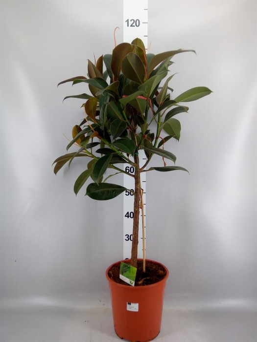 <h4>Ficus   ...</h4>