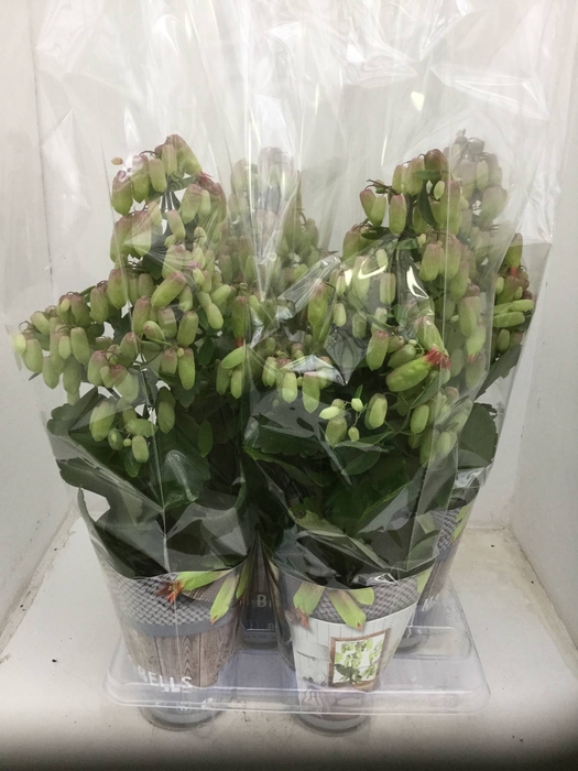 Kalanchoe  'Magic Bell'