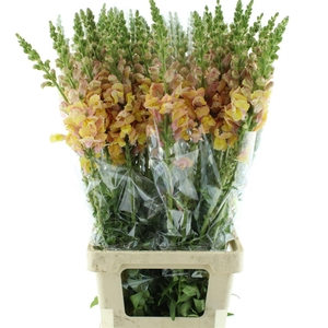 Antir Op Legend Double Apricot