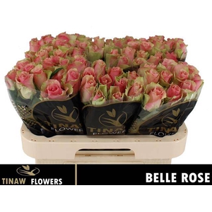 R Gr Belle Rose