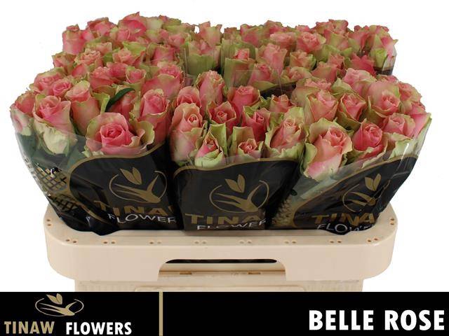 R Gr Belle Rose