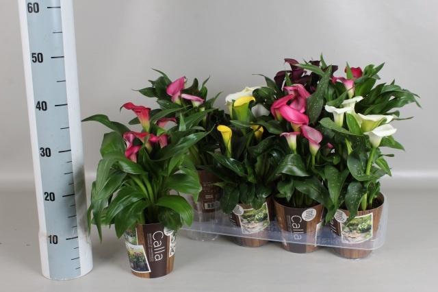 <h4>ZANT GEM 5 KL</h4>