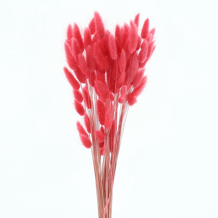 <h4>Dried Lagurus Bleached Crimson Rosea Bs</h4>