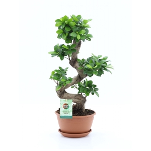 Ficus microcarpa 'Ginseng'