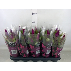 Celosia spic. 'Deep Purple'