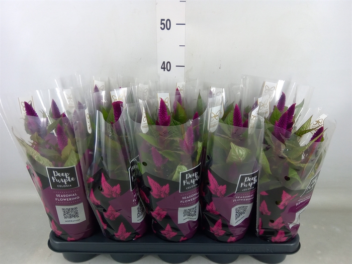 <h4>Celosia spic. 'Deep Purple'</h4>