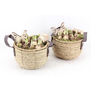 arr4 Narcis JS - Mand oor 338/3