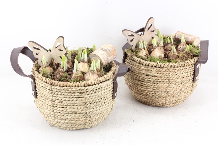 <h4>arr4 Narcis JS - Mand oor 338/3</h4>