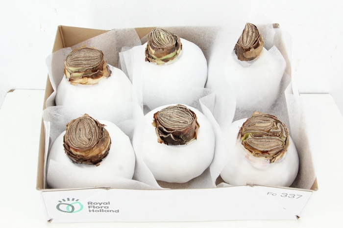 <h4>BOL HIPP WAX WHITE</h4>